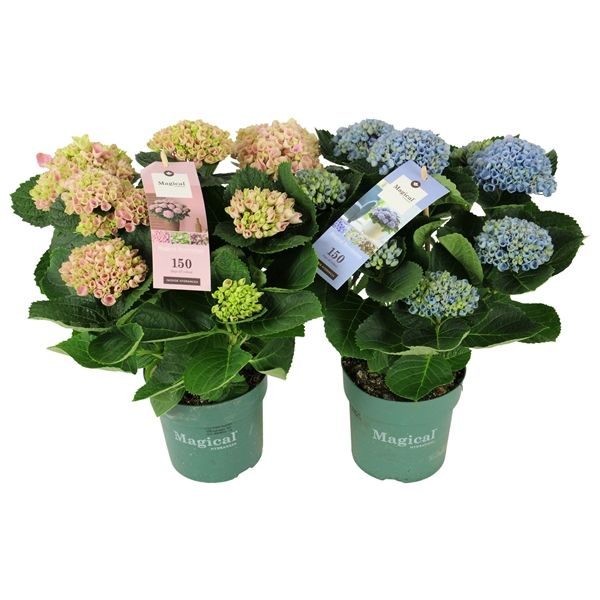 Горшечные цветы и растения оптом Hydrangea Ma Magical Revolution Mix 5+ от 6шт из Голландии с доставкой по России