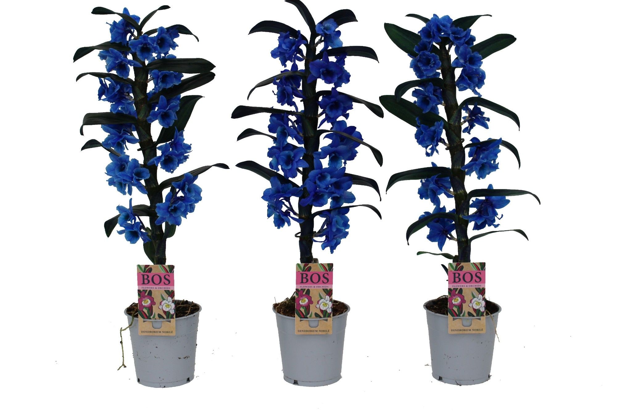 Горшечные цветы и растения оптом Dendr Nob 1st Painted Blue (injected) от 6шт из Голландии с доставкой по России