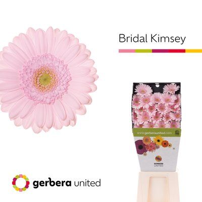 Срезанные цветы оптом Germini diamond bridal kimsey от 80шт из Голландии с доставкой по России