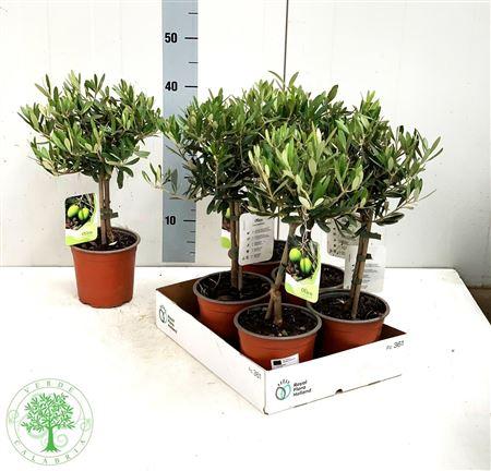 Горшечные цветы и растения оптом Olea Europaea * Spring Deal * от 6шт из Голландии с доставкой по России