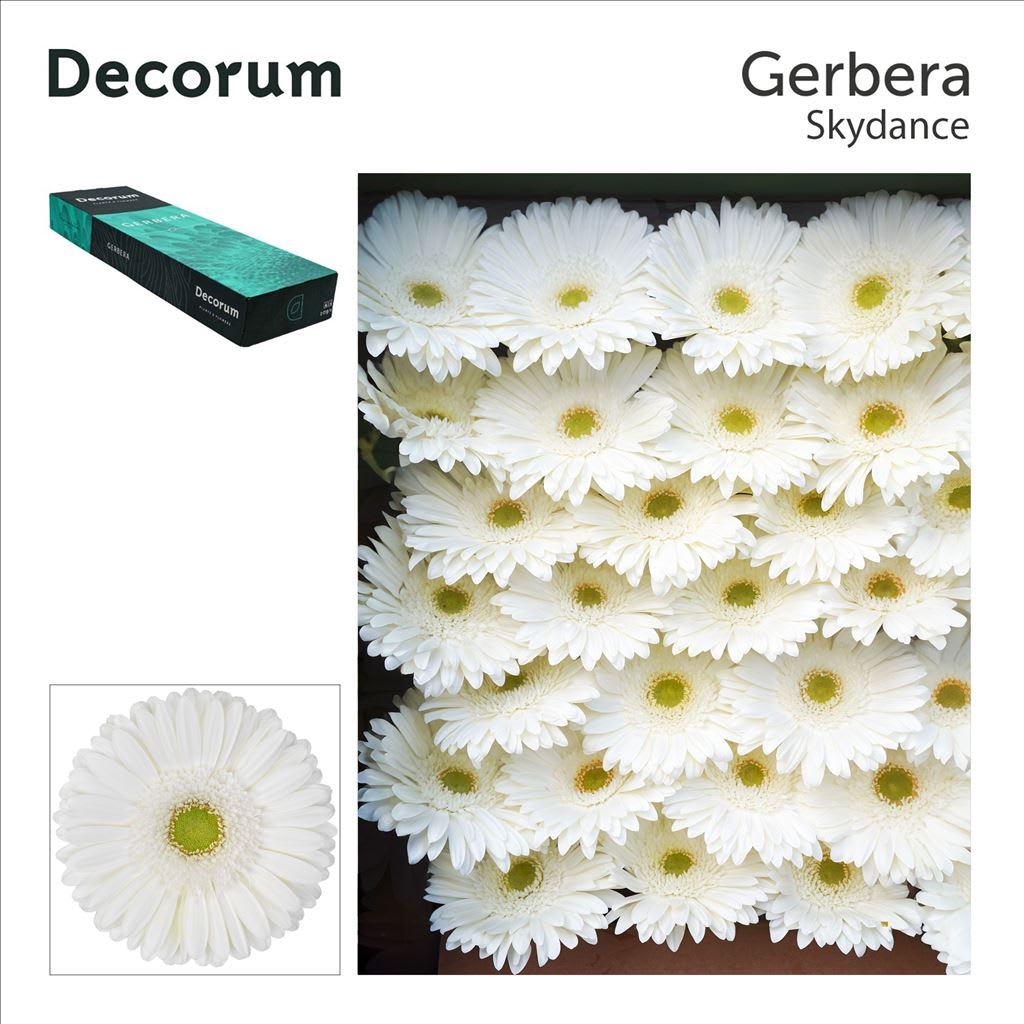 Срезанные цветы оптом Gerbera skydance от 50шт из Голландии с доставкой по России