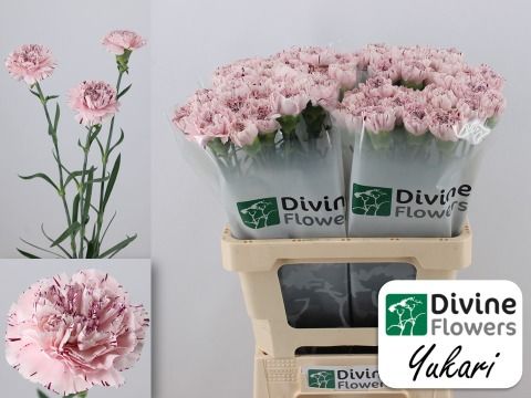 Срезанные цветы оптом Dianthus st yukari от 80шт из Голландии с доставкой по России