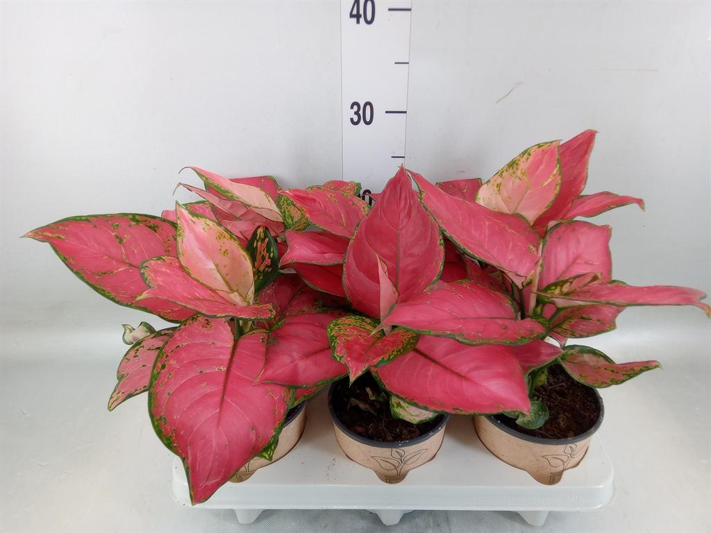 Горшечные цветы и растения оптом Aglaonema   ... от 6шт'' из Голландии с доставкой по России