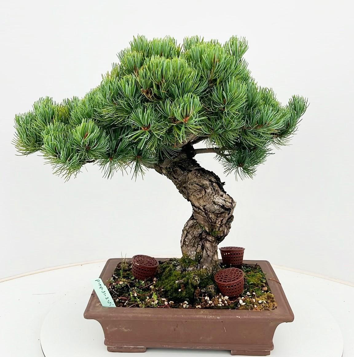 Горшечные цветы и растения оптом Pinus Parviflora, 31cm, Height 50cm. (single Item) от 1шт из Голландии с доставкой по России