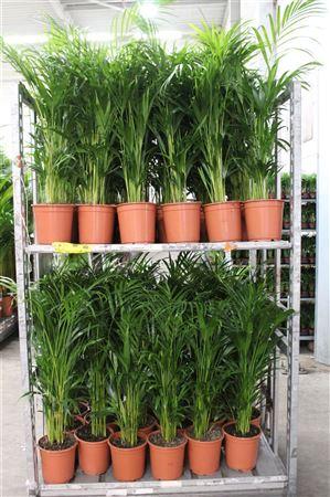 Горшечные цветы и растения оптом ** Dypsis Lutescens 25pp * Spring Deal * от 1шт из Голландии с доставкой по России