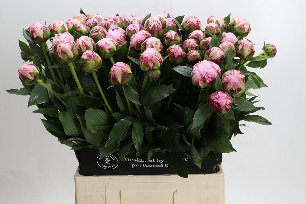 Срезанные цветы оптом Paeonia sarah bernhardt от 80шт из Голландии с доставкой по России