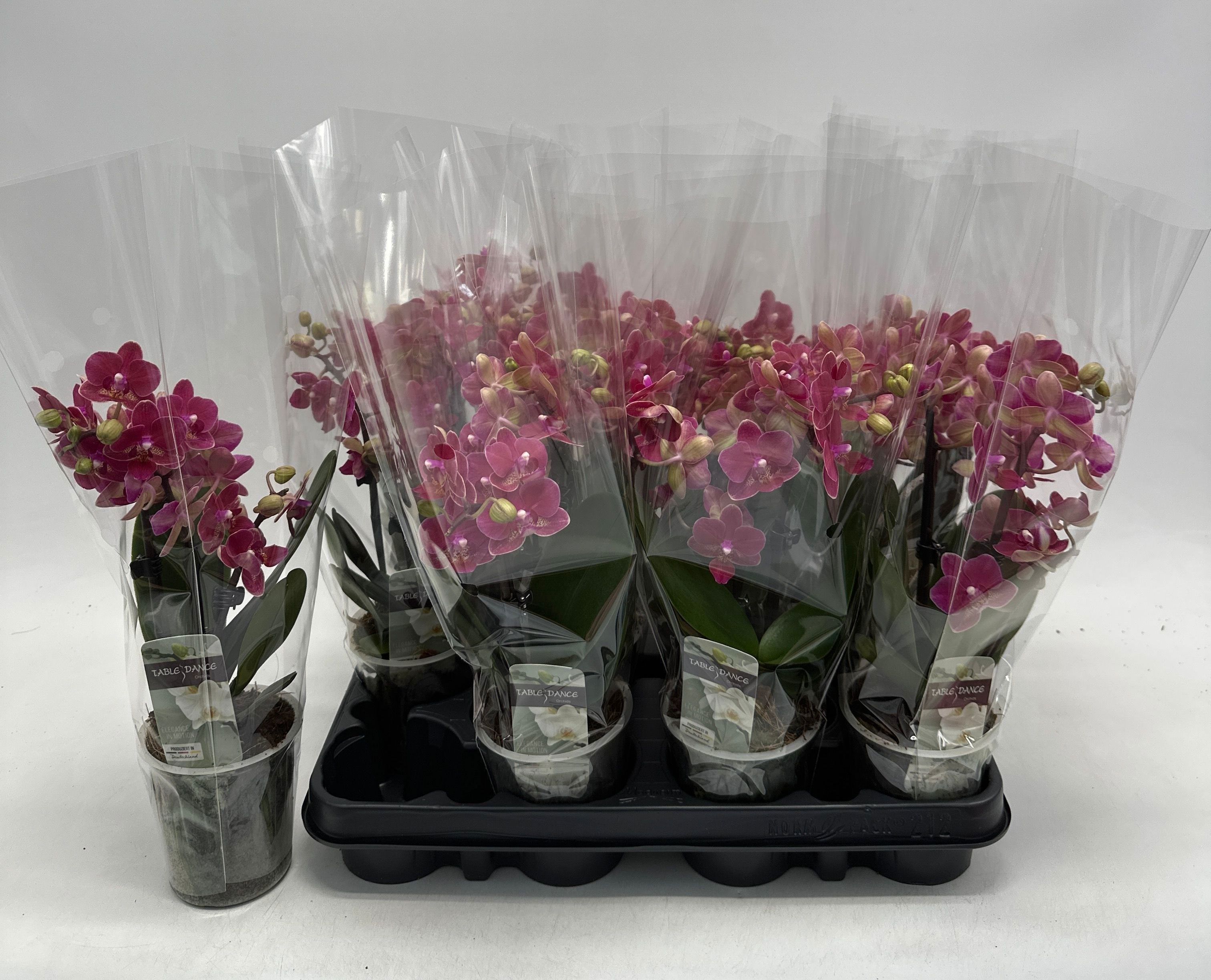 Горшечные цветы и растения оптом Phal Ov Rood от 12шт (для телеги) из Голландии с доставкой по России