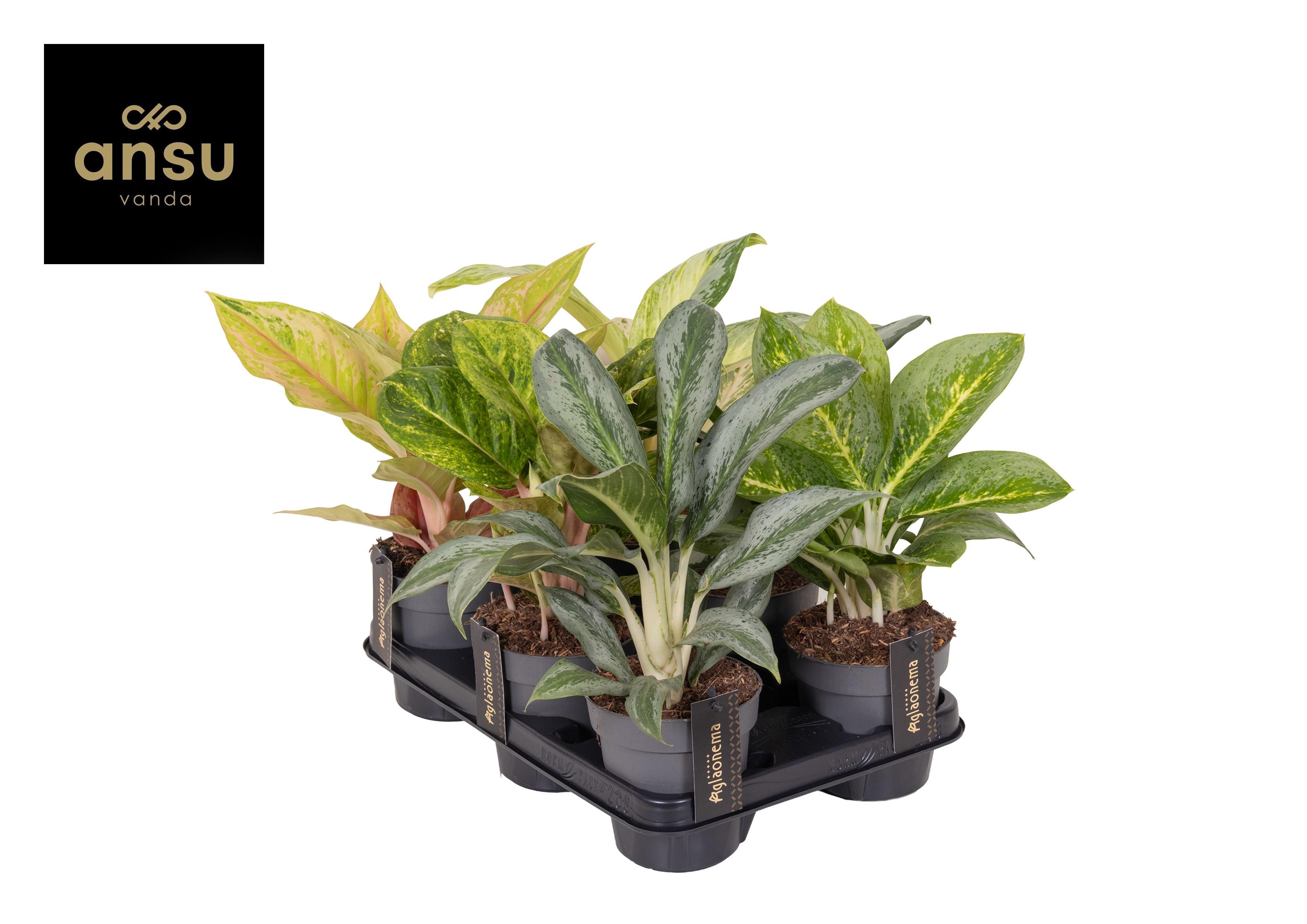 Горшечные цветы и растения оптом Aglaonema Green Mix от 6шт из Голландии с доставкой по России