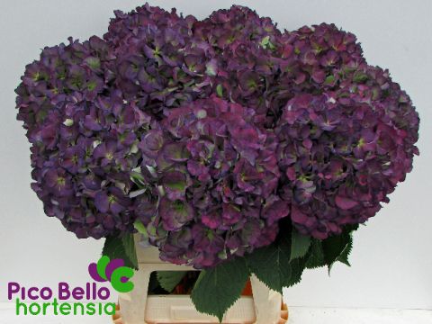 Срезанные цветы оптом Hydrangea elbtal classic от 10шт из Голландии с доставкой по России