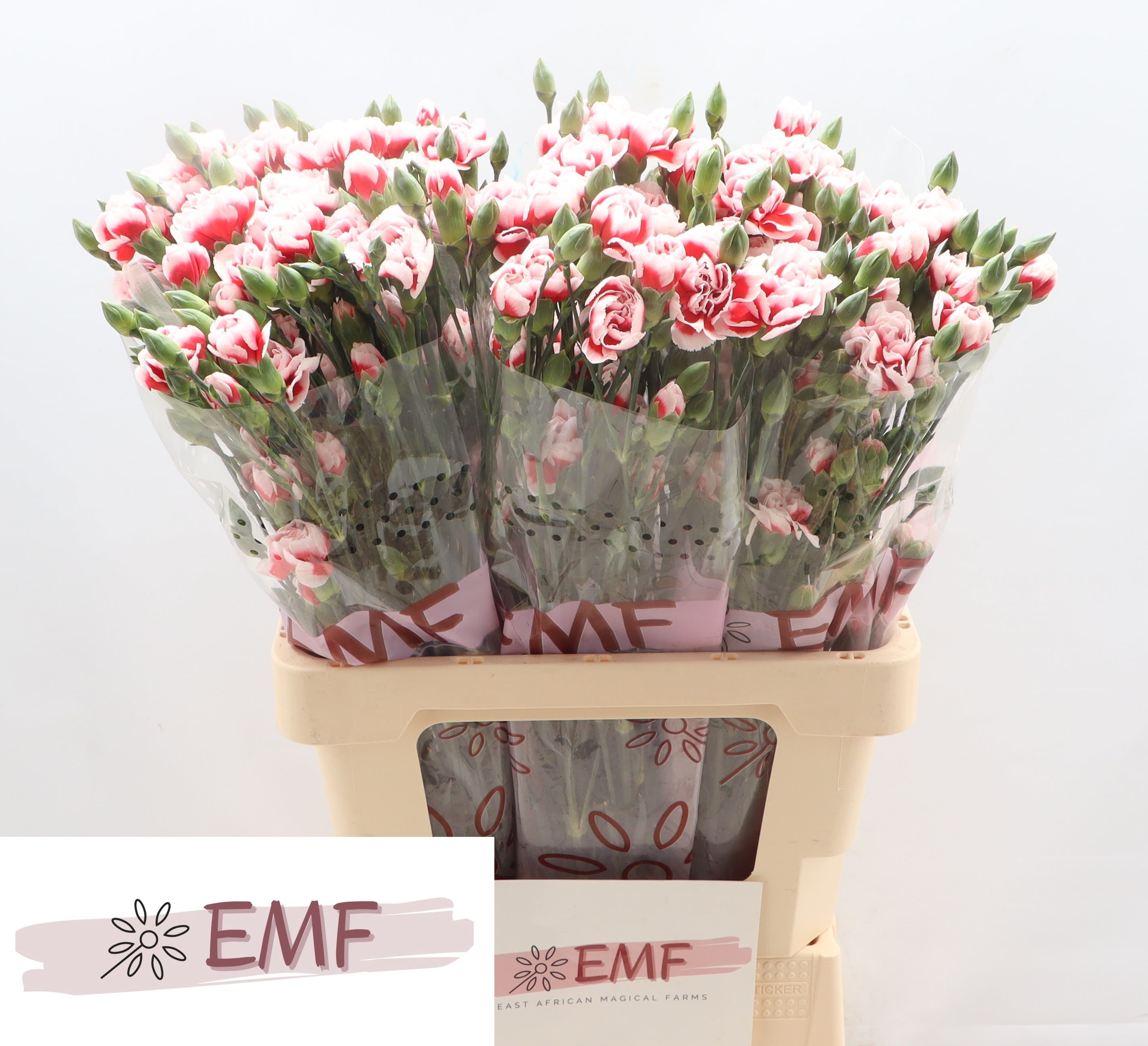 Срезанные цветы оптом Dianthus sp swing от 60шт из Голландии с доставкой по России