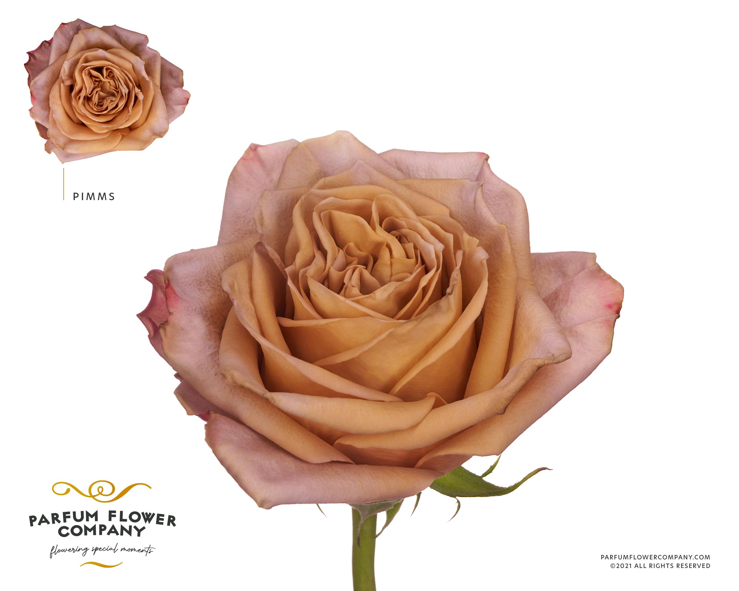 Срезанные цветы оптом Rosa garden pimms от 12шт из Голландии с доставкой по России