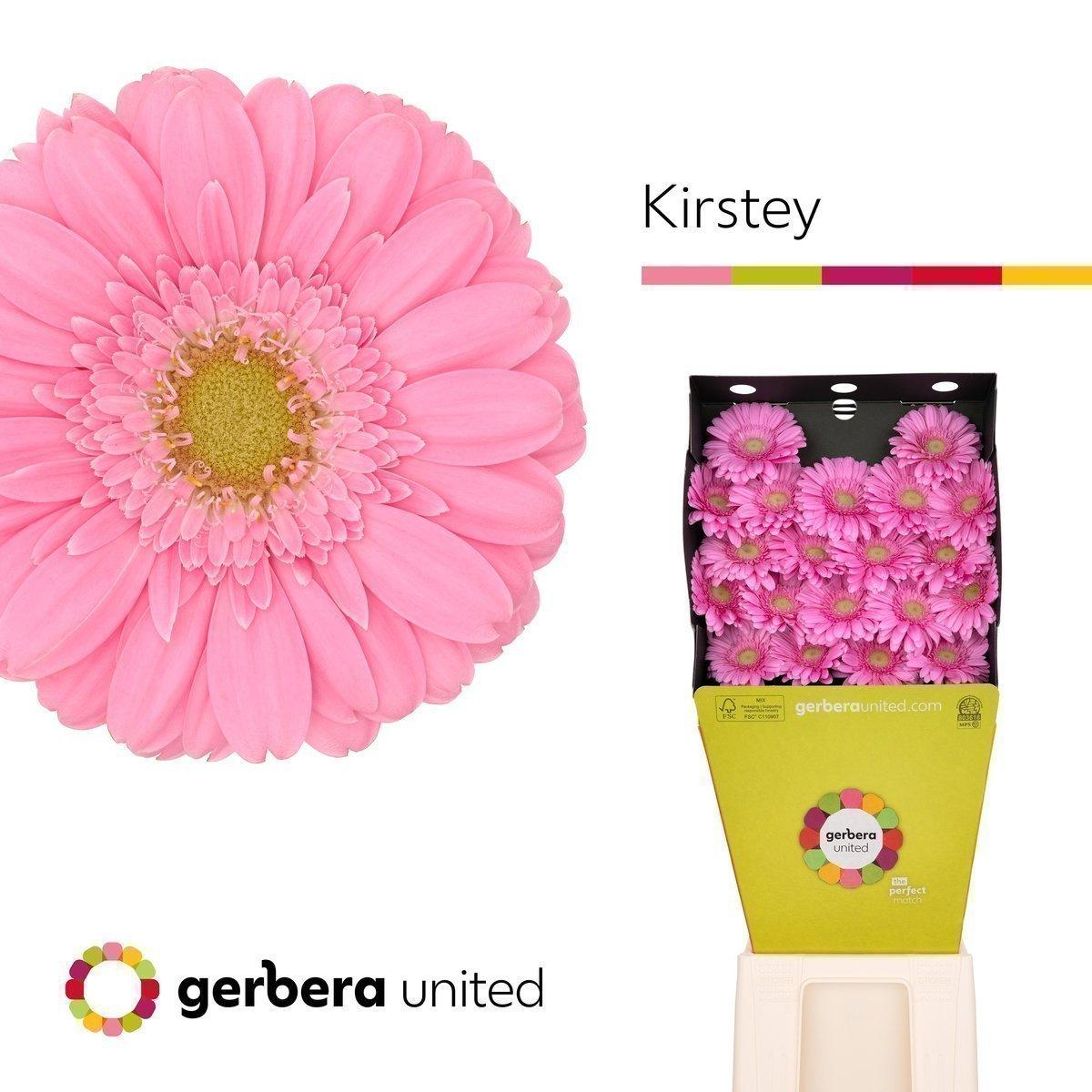 Срезанные цветы оптом Germini diamond kirstey от 80шт из Голландии с доставкой по России