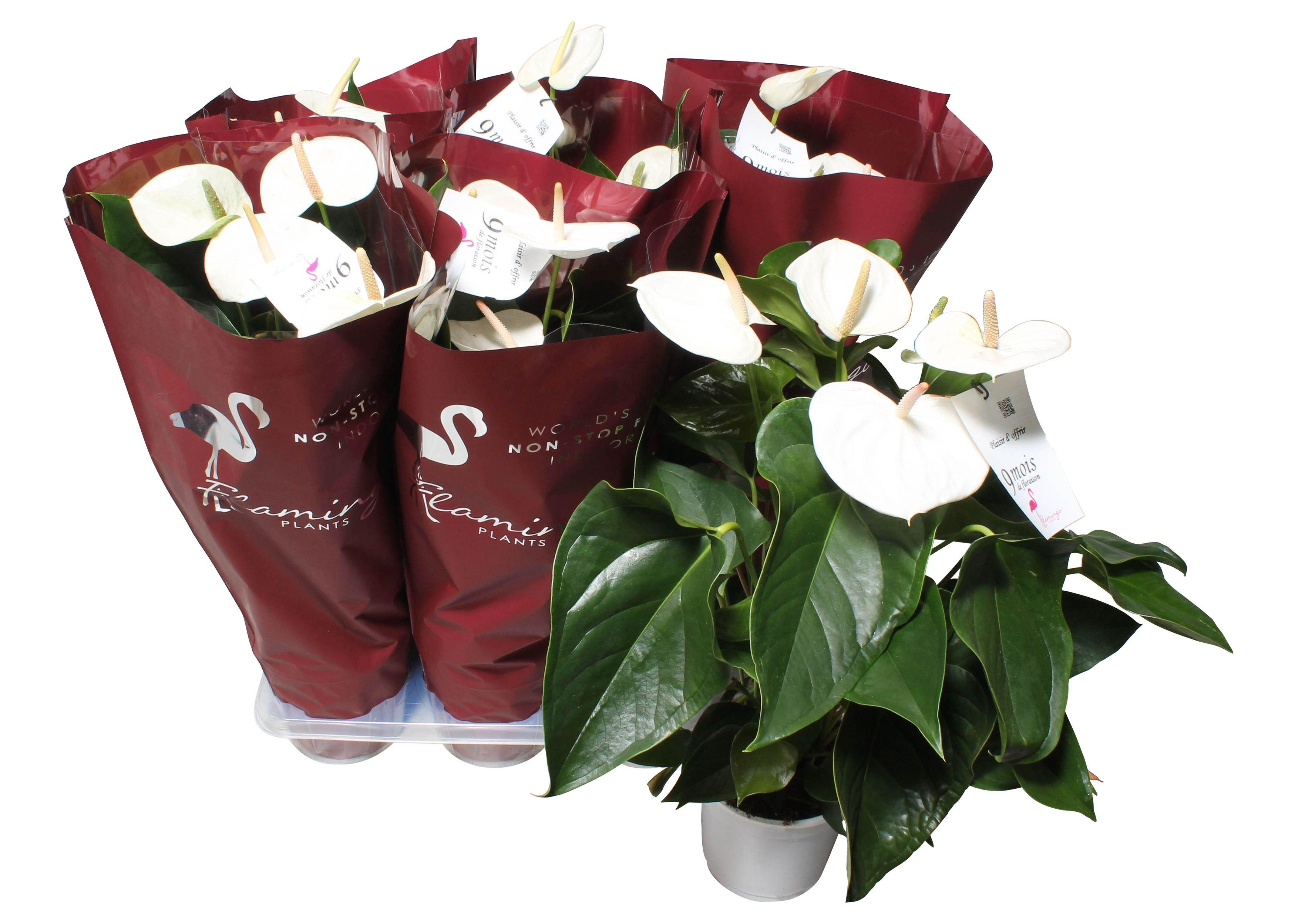Горшечные цветы и растения оптом Anth An Flamingo White 6+ от 6шт из Голландии с доставкой по России
