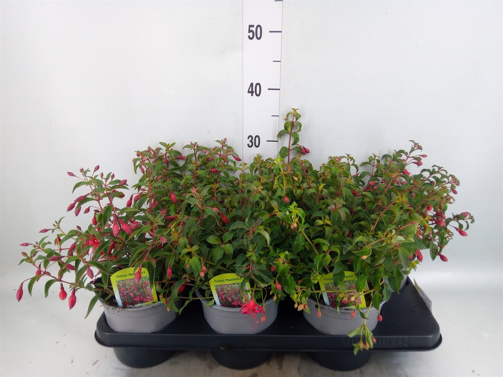 Горшечные цветы и растения оптом Fuchsia Magellanica от 6шт из Голландии с доставкой по России