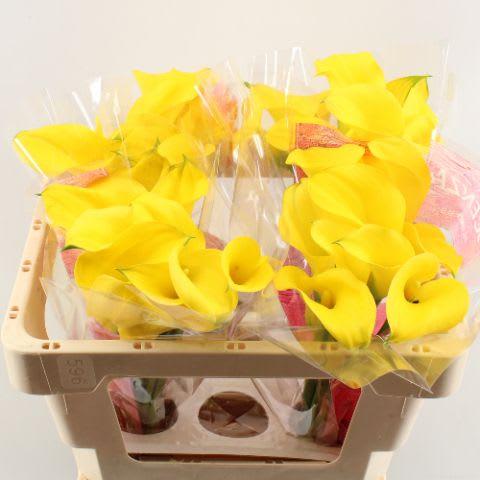 Срезанные цветы оптом Zantedeschia gold medal от 40шт. из Голландии с доставкой по России