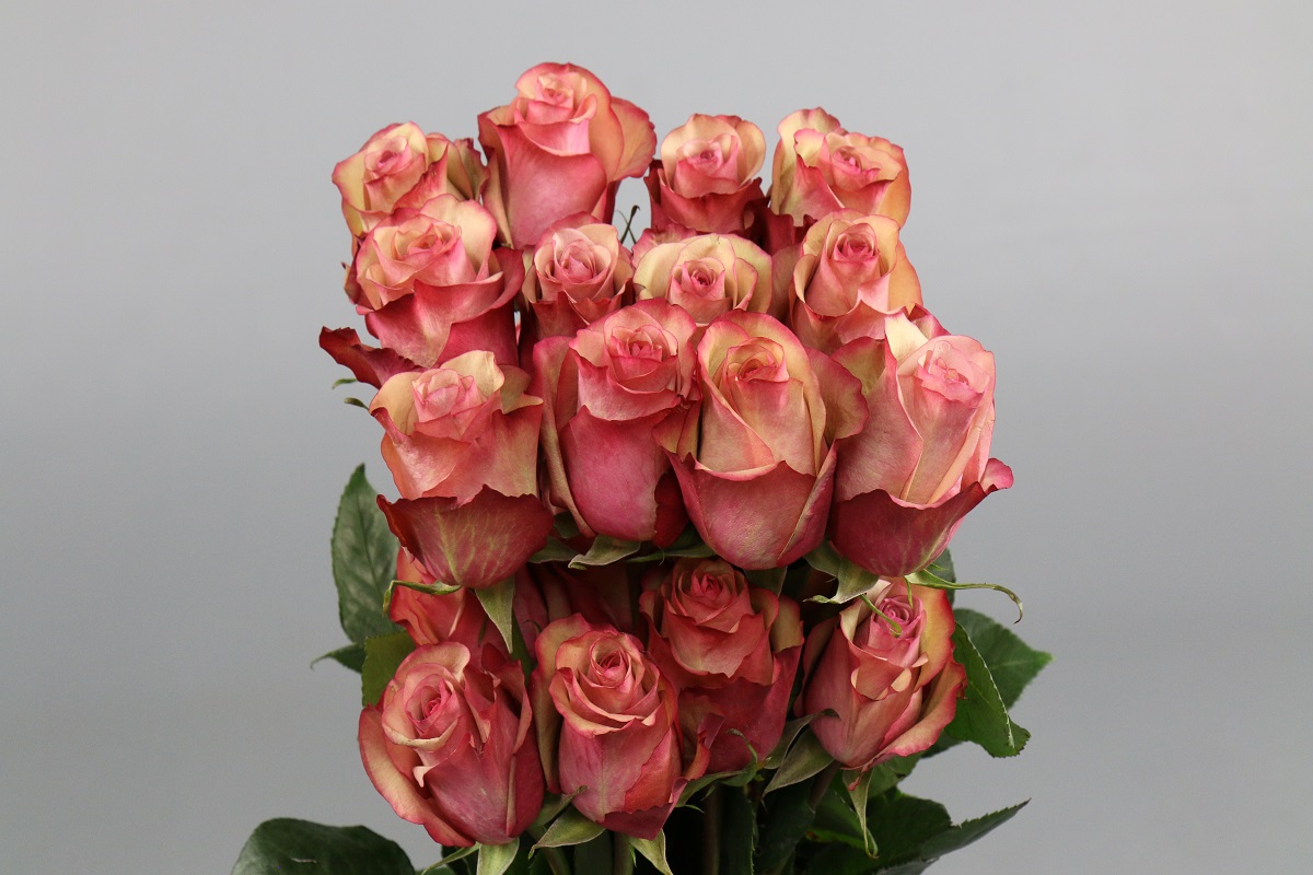 Срезанные цветы оптом Rosa ec vintage от 20шт из Голландии с доставкой по России