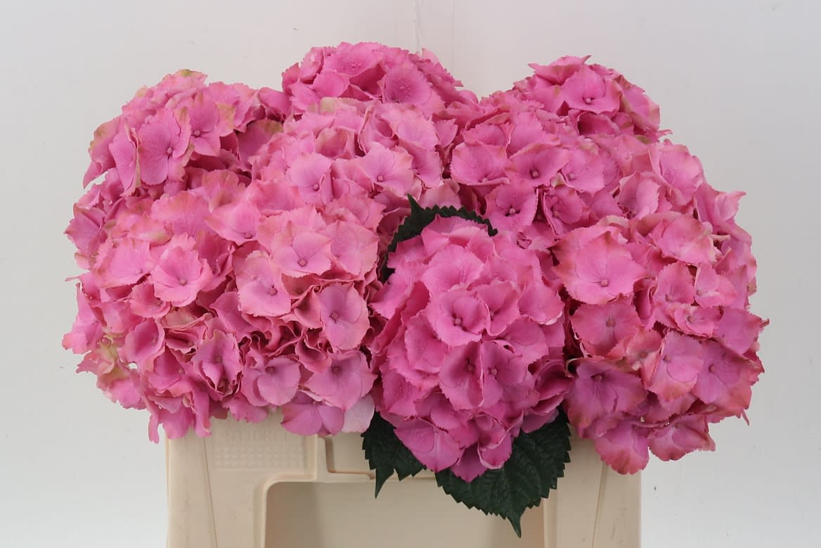 Срезанные цветы оптом Hydrangea royal palace от 10шт из Голландии с доставкой по России