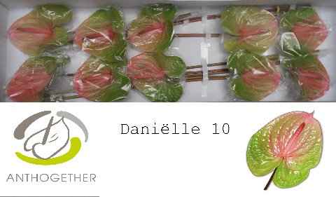 Срезанные цветы оптом Anthurium avo danielle от 12шт. из Голландии с доставкой по России