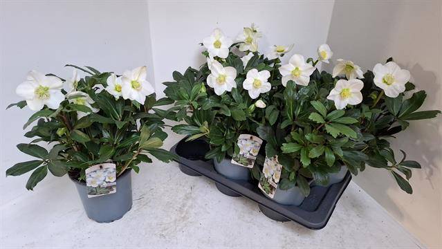 Горшечные цветы и растения оптом Helleborus Nig. Mon Blanc от 6шт из Голландии с доставкой по России