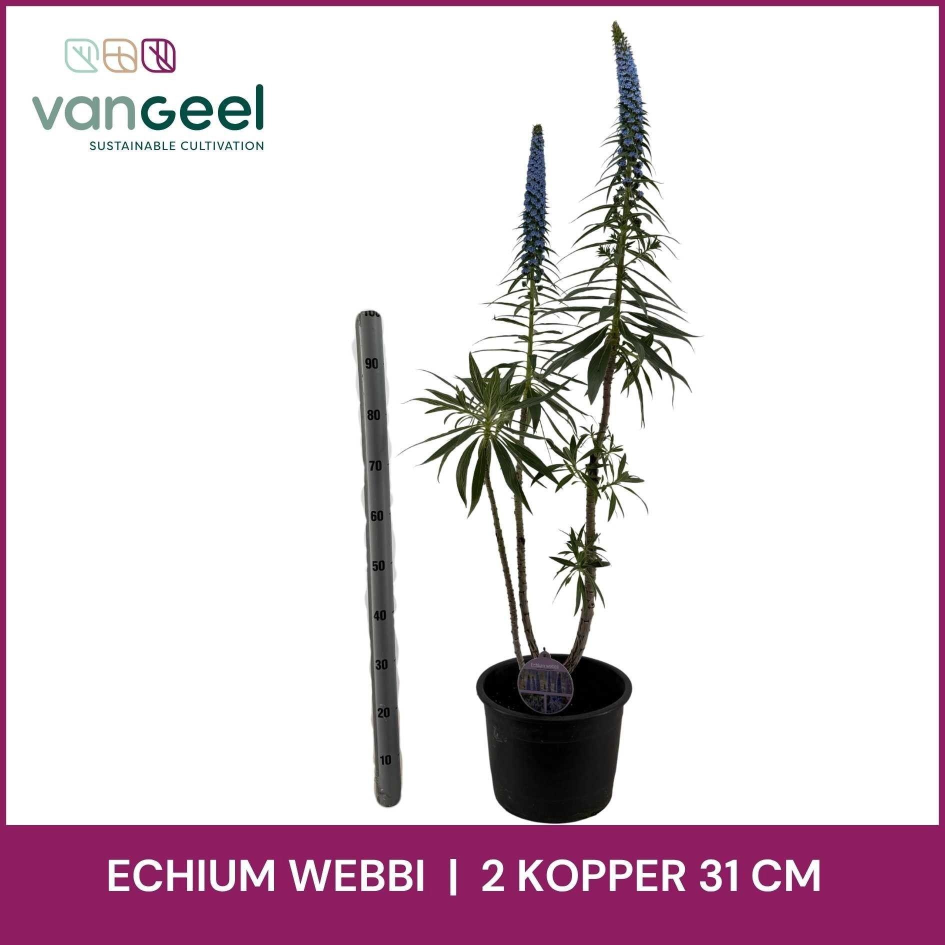 Горшечные цветы и растения оптом Echium Webbii от 1шт из Голландии с доставкой по России