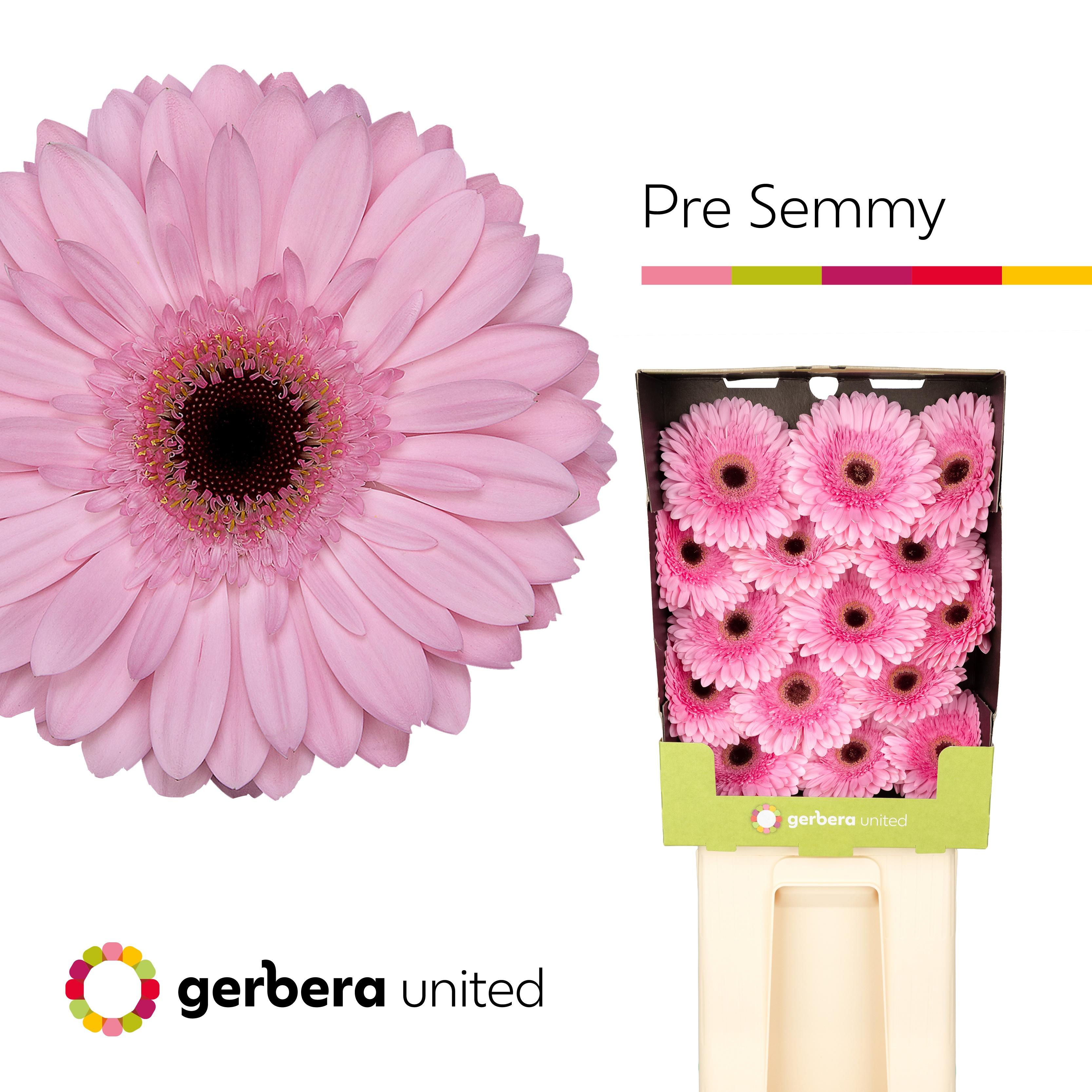 Срезанные цветы оптом Gerbera diamond pre-semmy от 45шт из Голландии с доставкой по России