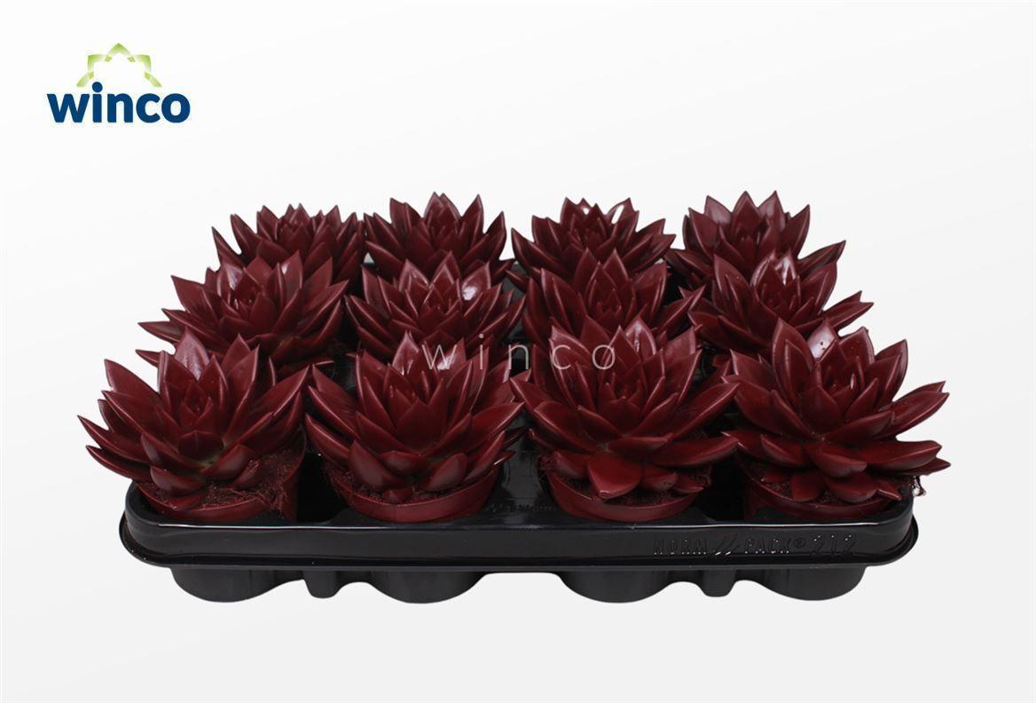 Горшечные цветы и растения оптом Echeveria Agavoides Paint Bordeaux Red от 12шт (для телеги) из Голландии с доставкой по России