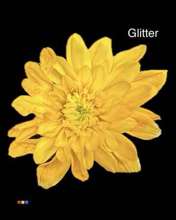 Срезанные цветы оптом Chrys sp paint euro yellow + glitter от 60шт из Голландии с доставкой по России