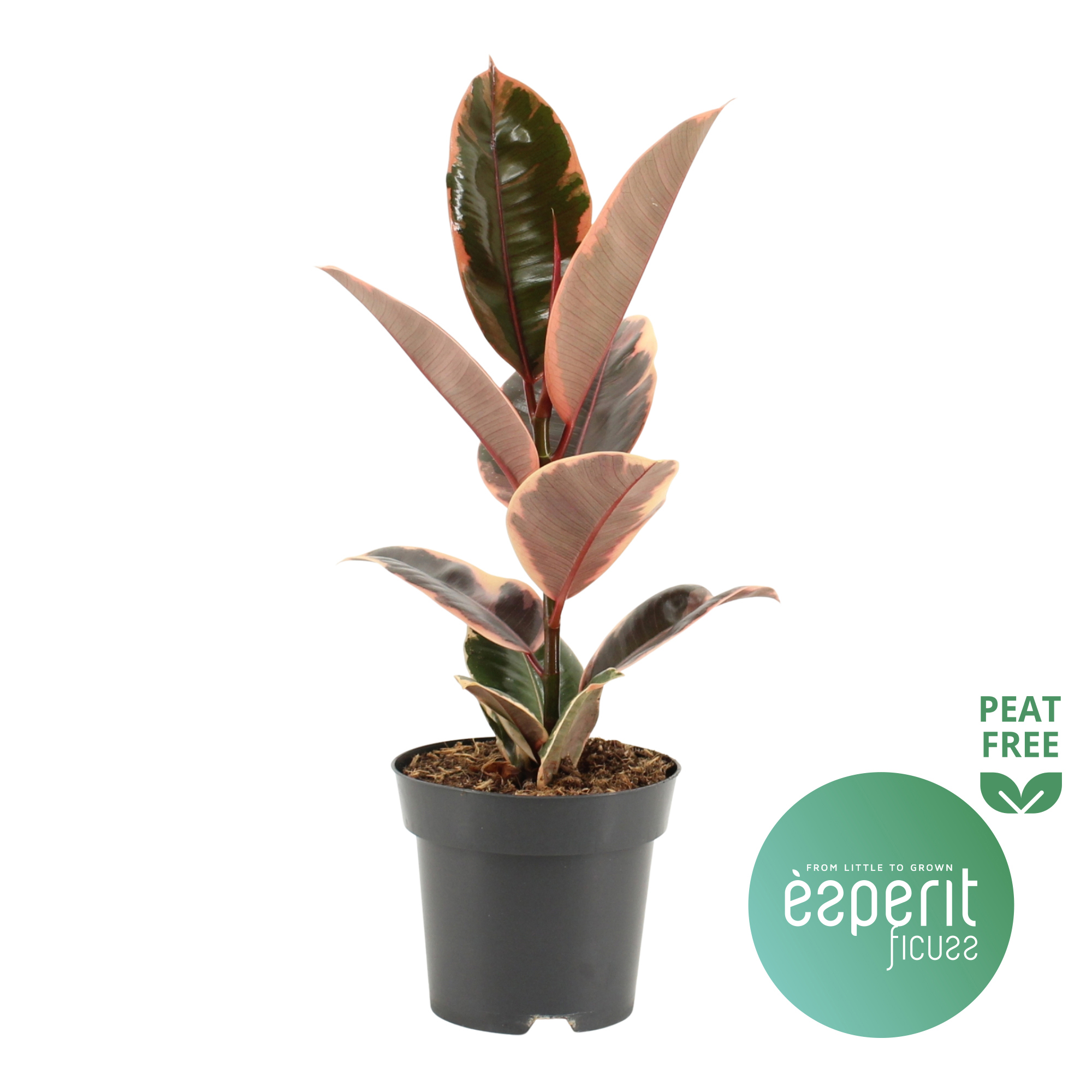 Горшечные цветы и растения оптом Ficus El Belize от 8шт из Голландии с доставкой по России