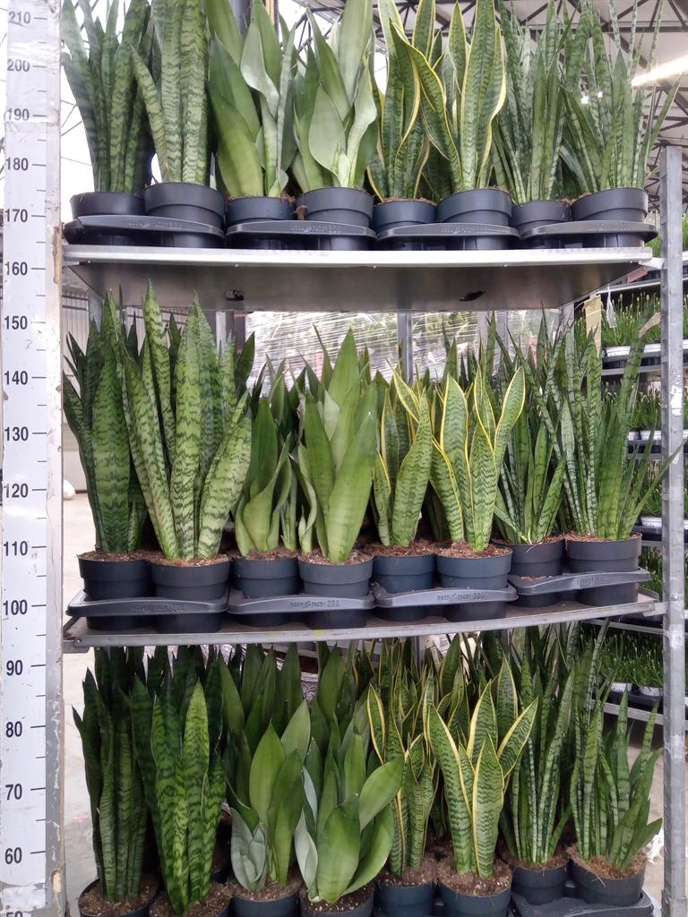 Горшечные цветы и растения оптом Sansevieria Trifa.   ...mix от 6шт из Голландии с доставкой по России
