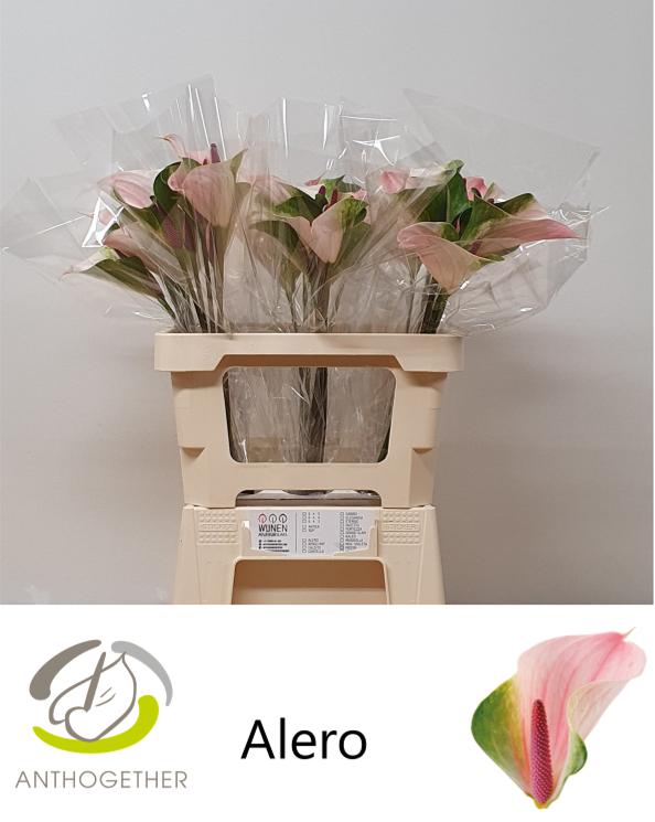Срезанные цветы оптом Anthurium alero от 30шт из Голландии с доставкой по России