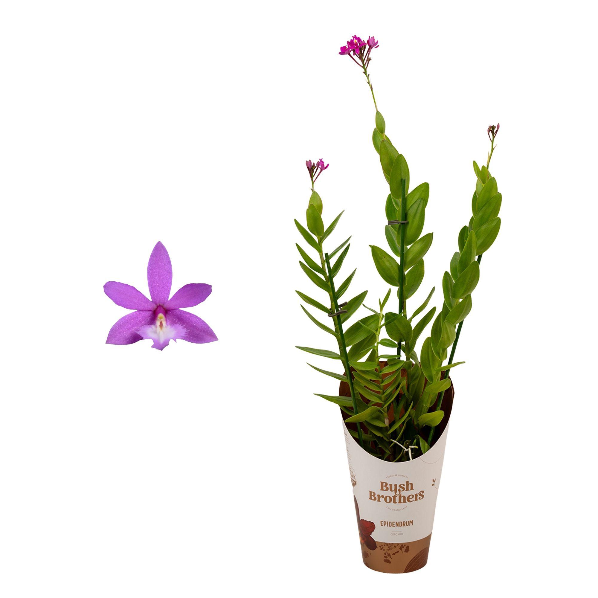 Горшечные цветы и растения оптом Epidendrum 3st Purple от 6шт из Голландии с доставкой по России