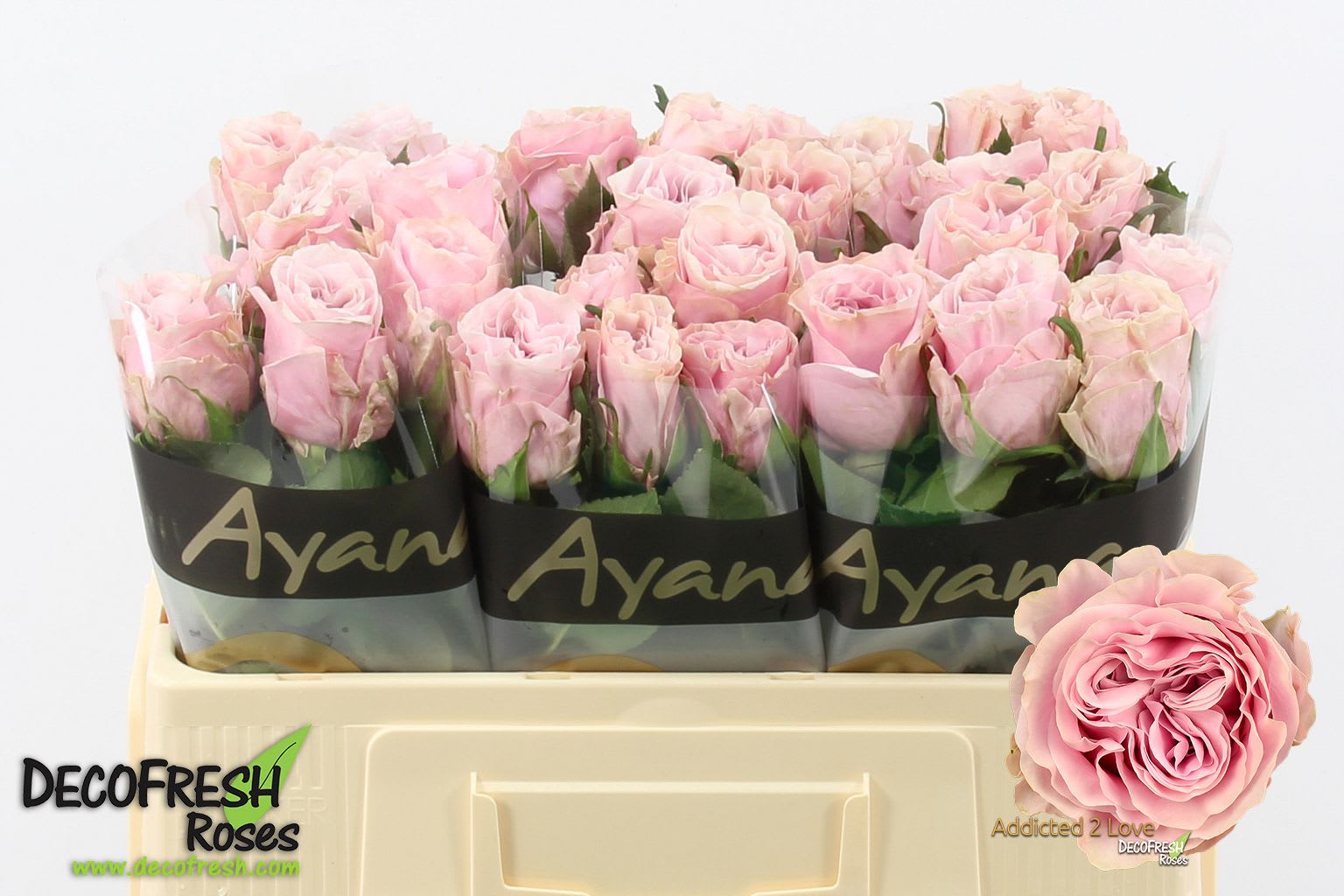 Срезанные цветы оптом Rosa large addicted 2 love от 40шт из Голландии с доставкой по России