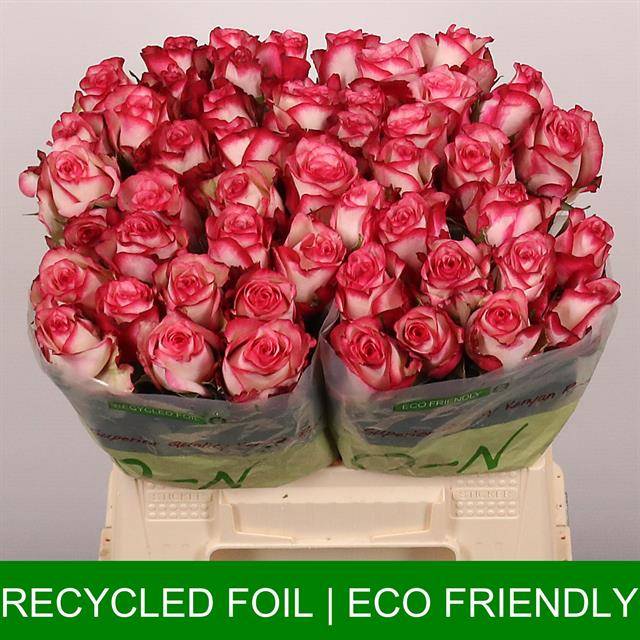 Срезанные цветы оптом Rosa large paloma от 40шт из Голландии с доставкой по России