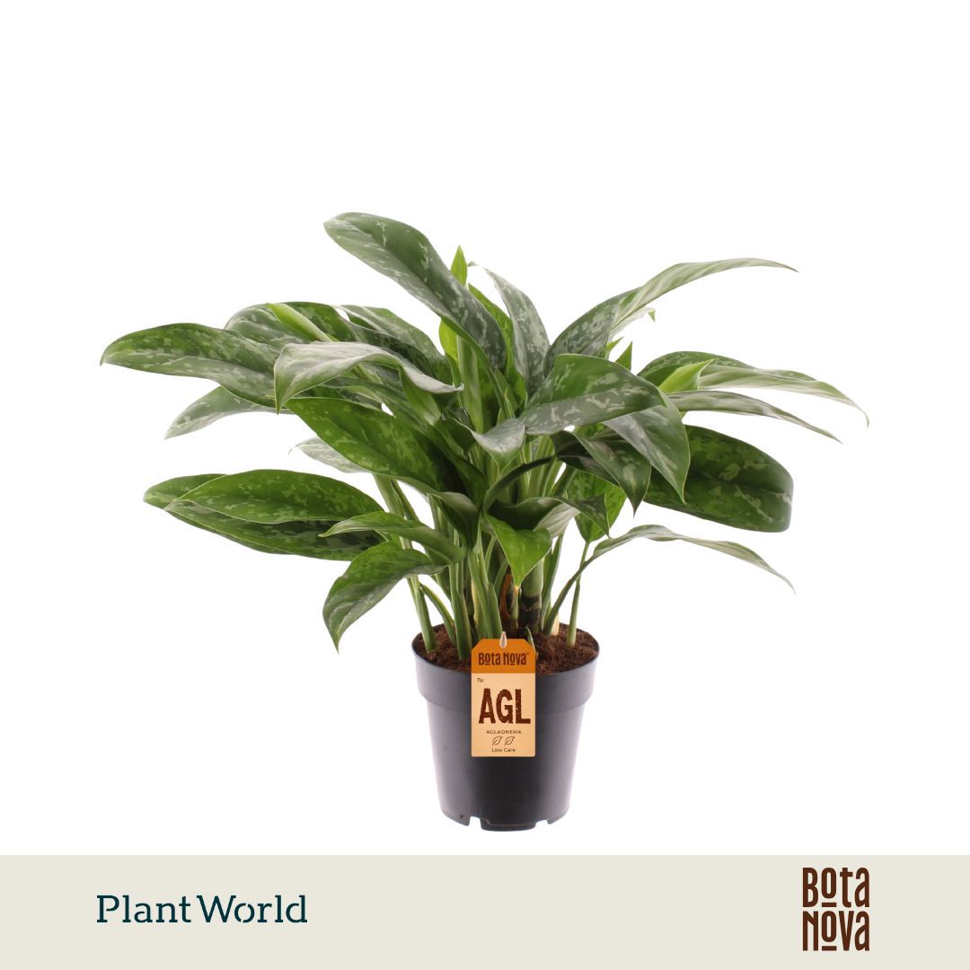 Горшечные цветы и растения оптом Aglaonema Green Lady от 7шт из Голландии с доставкой по России