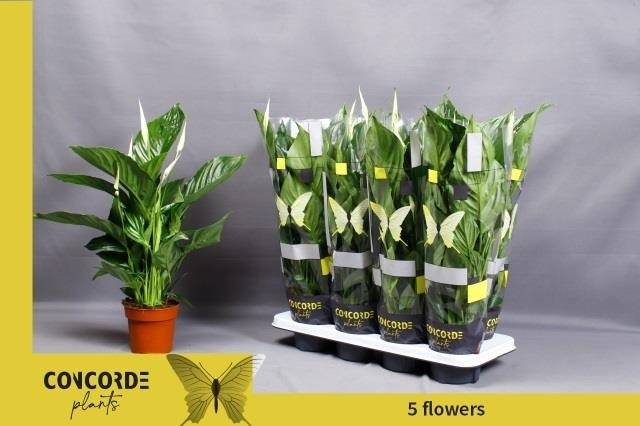 Горшечные цветы и растения оптом Spath Sweet Ricardo от 8шт из Голландии с доставкой по России