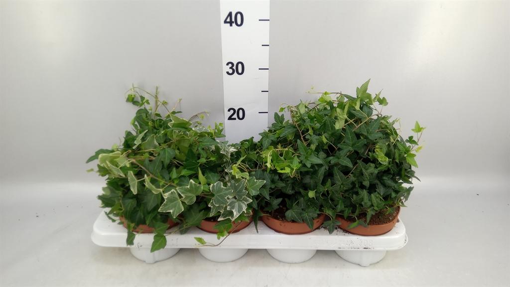 Горшечные цветы и растения оптом Hedera ...mix от 8шт из Голландии с доставкой по России