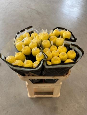 Срезанные цветы оптом Chrys bl от 60шт.. из Голландии с доставкой по России