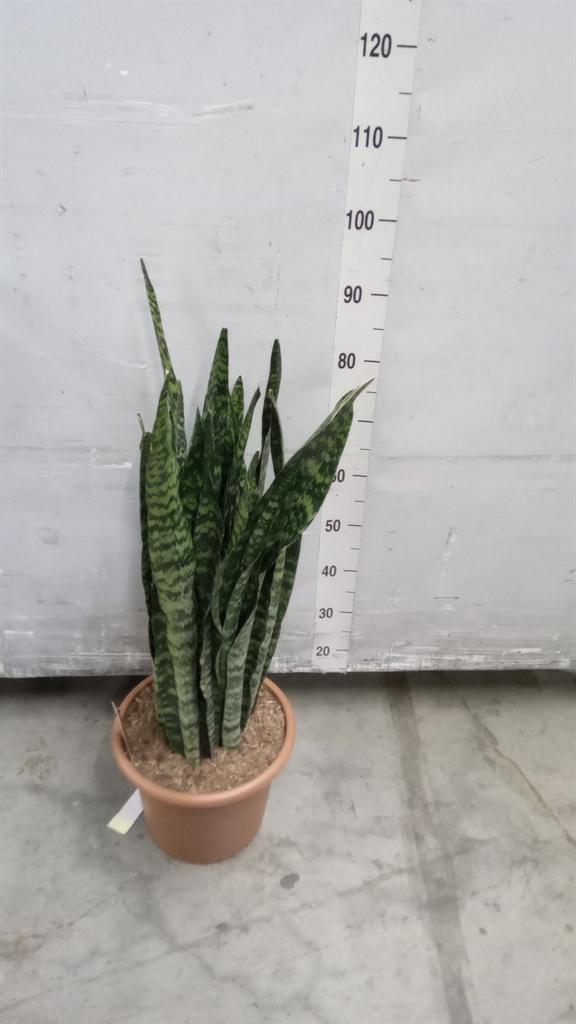 Горшечные цветы и растения оптом Sansevieria Trifa. black Coral от 1шт из Голландии с доставкой по России