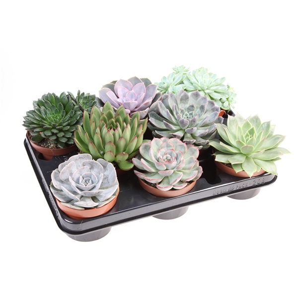 Горшечные цветы и растения оптом Echeveria Mix от 8шт из Голландии с доставкой по России