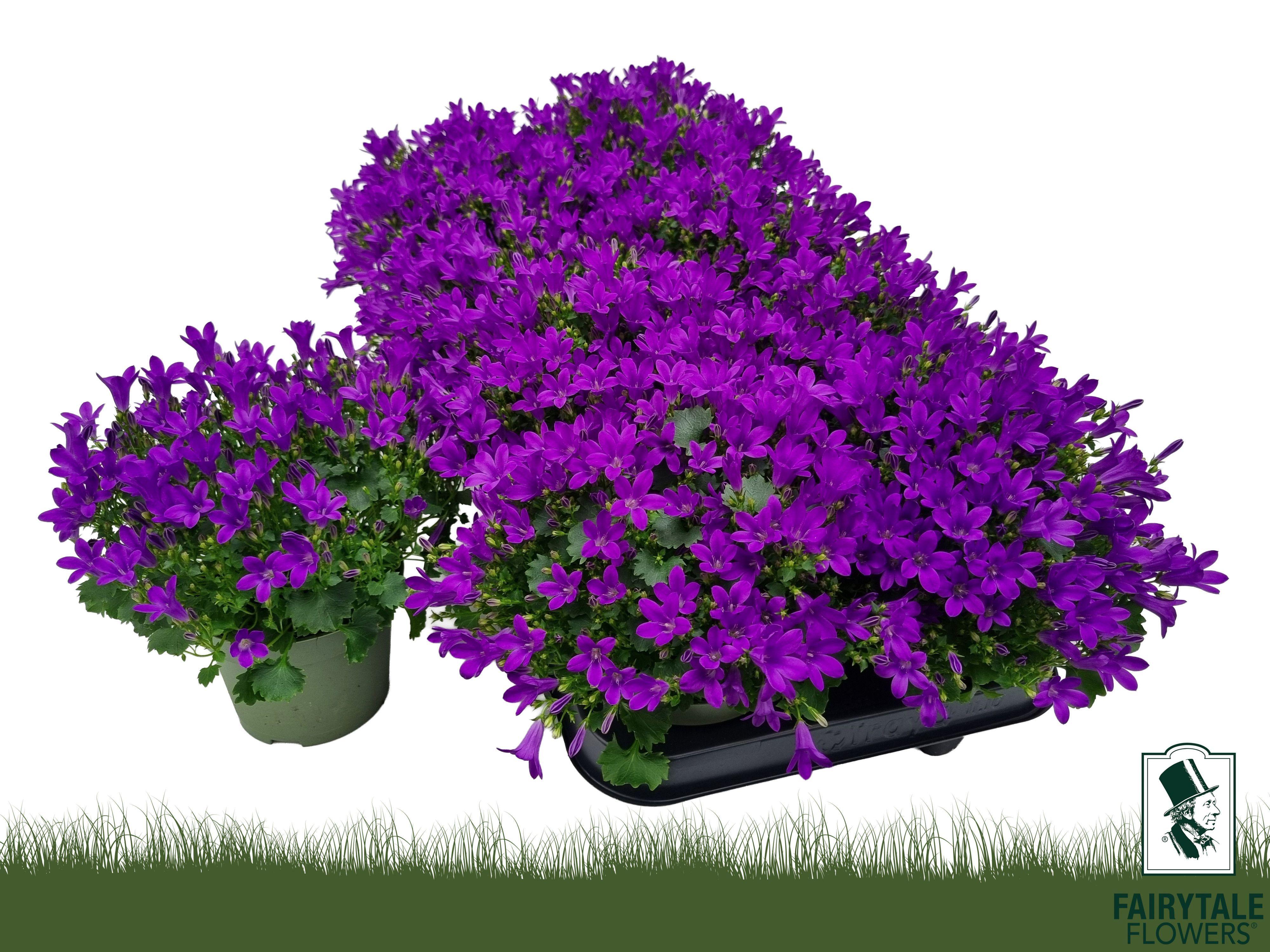 Горшечные цветы и растения оптом Camp Por Blu Get Mee от 10шт (для телеги) из Голландии с доставкой по России