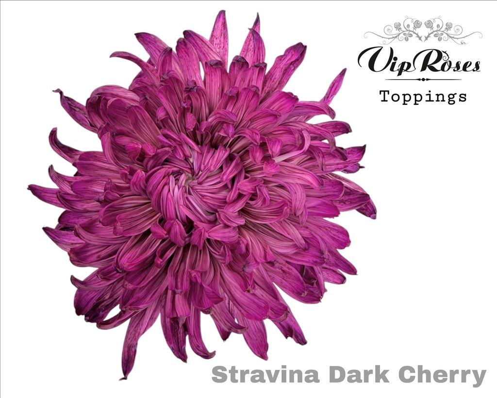 Срезанные цветы оптом Chrys bl paint stravina dark cherry от 20шт из Голландии с доставкой по России