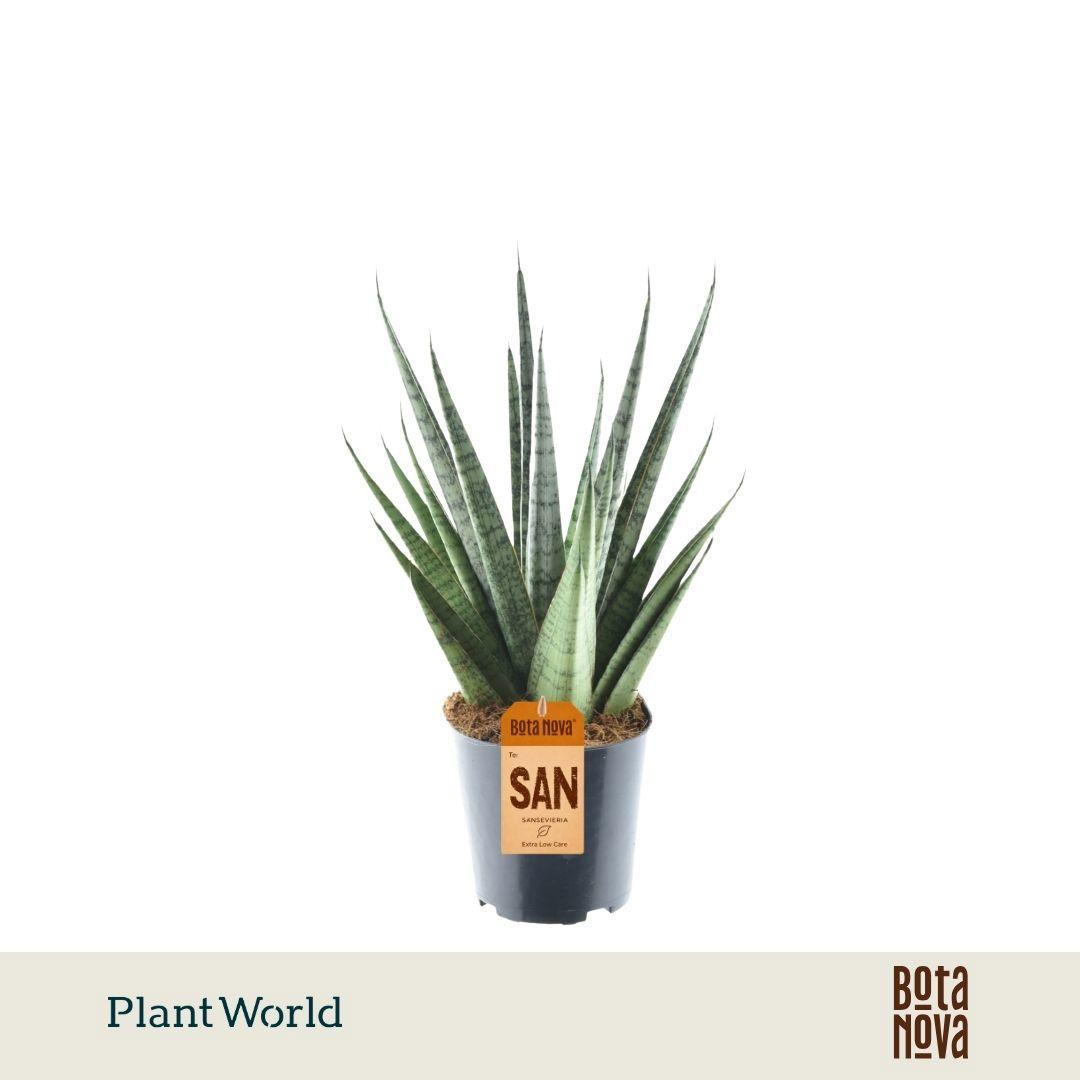 Горшечные цветы и растения оптом Sansevieria Sem от 6шт из Голландии с доставкой по России