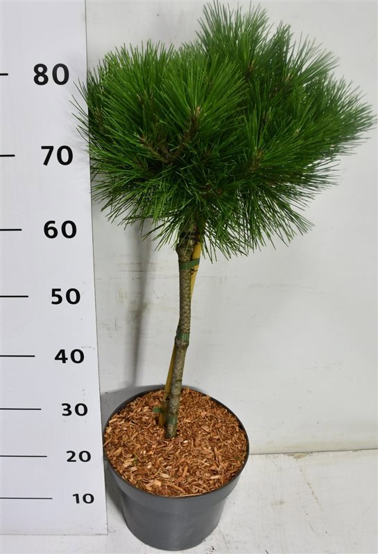 Горшечные цветы и растения оптом Pinus Nigra Pierrick Bregeon On Stem от 1шт из Голландии с доставкой по России