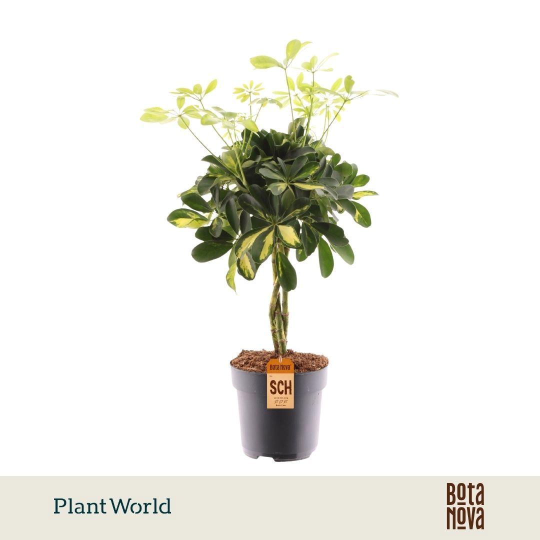 Горшечные цветы и растения оптом Schefflera Gold Capella Vlecht от 6шт из Голландии с доставкой по России
