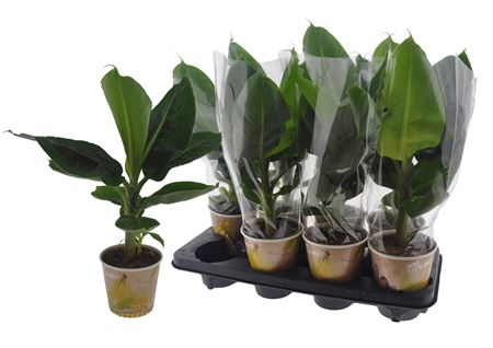 Горшечные цветы и растения оптом Musa Tropicana от 8шт из Голландии с доставкой по России