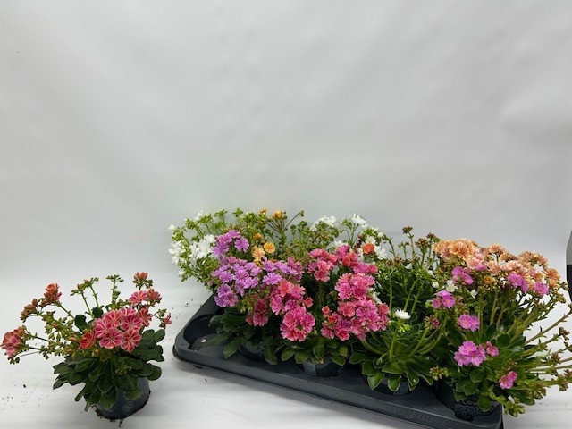 Горшечные цветы и растения оптом Lewi Co Happy Co Gem от 10шт из Голландии с доставкой по России