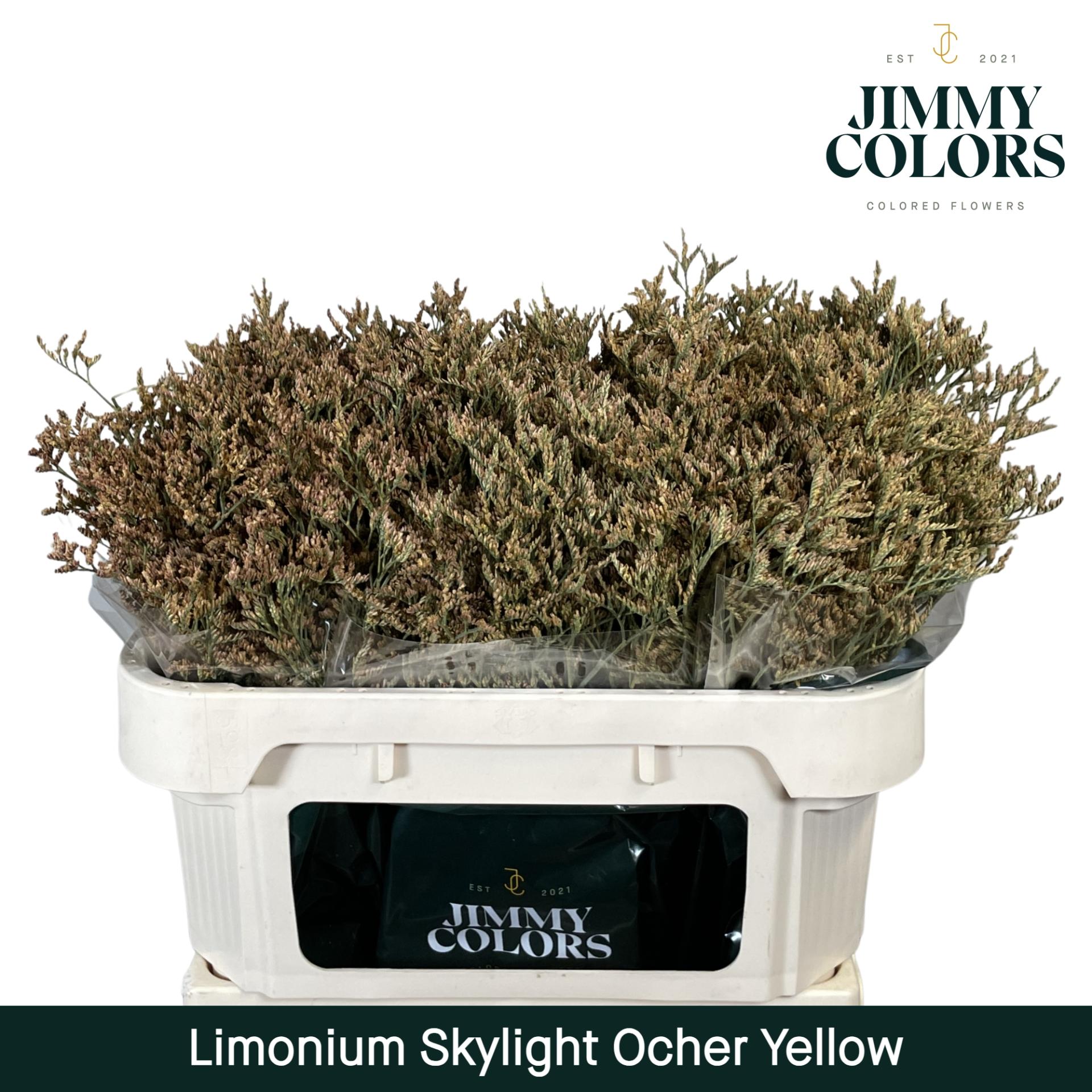 Срезанные цветы оптом Limonium paint yellow oker от 50шт из Голландии с доставкой по России