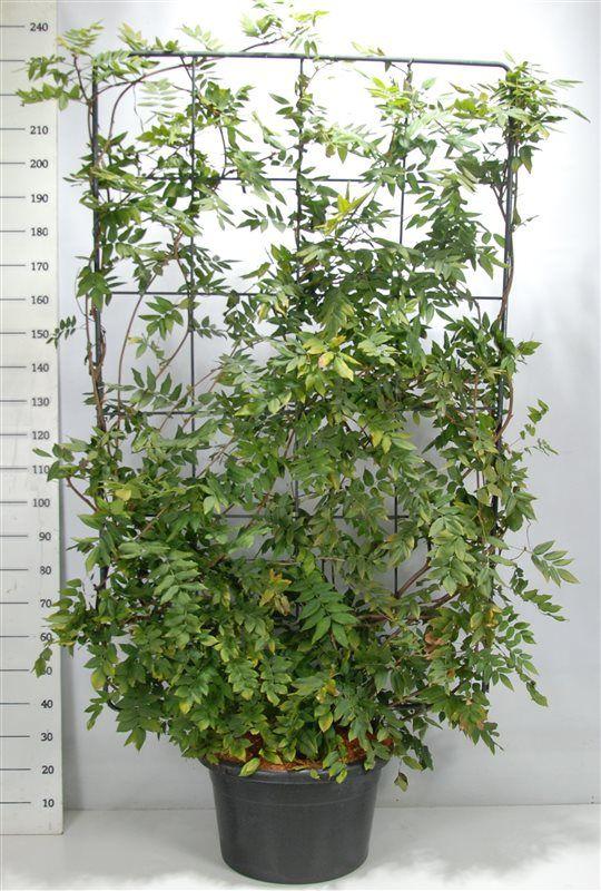 Горшечные цветы и растения оптом Wisteria Brach. yokohama Fuji от 1шт из Голландии с доставкой по России