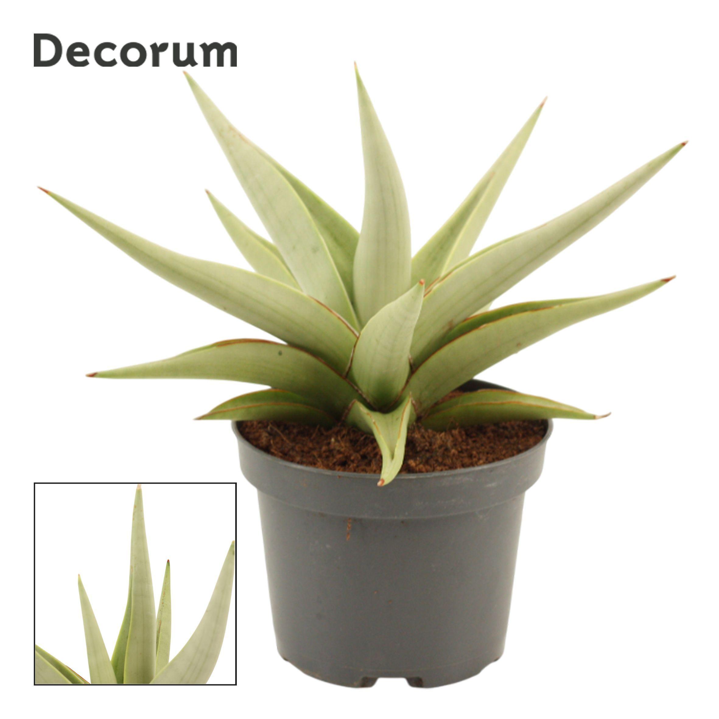 Горшечные цветы и растения оптом Sansevieria Chanin Crown (decorum) от 6шт из Голландии с доставкой по России