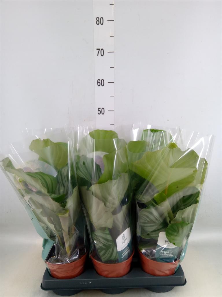 Горшечные цветы и растения оптом Calathea Orbifolia от 6шт из Голландии с доставкой по России